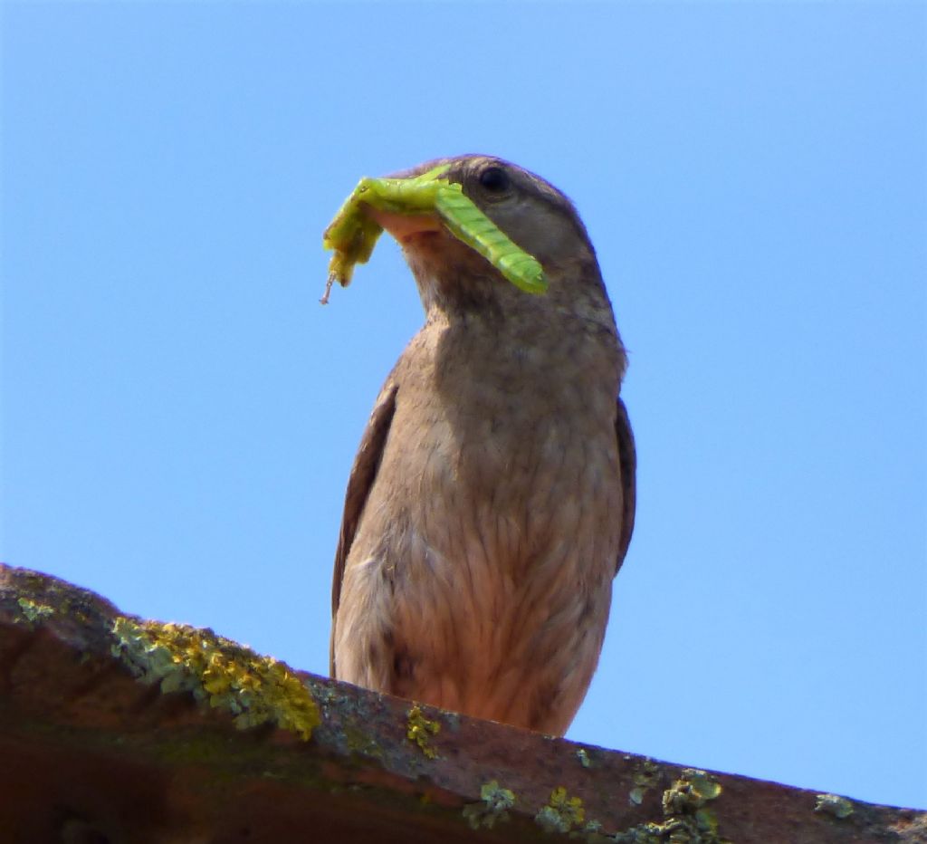 Cibo per Passeri